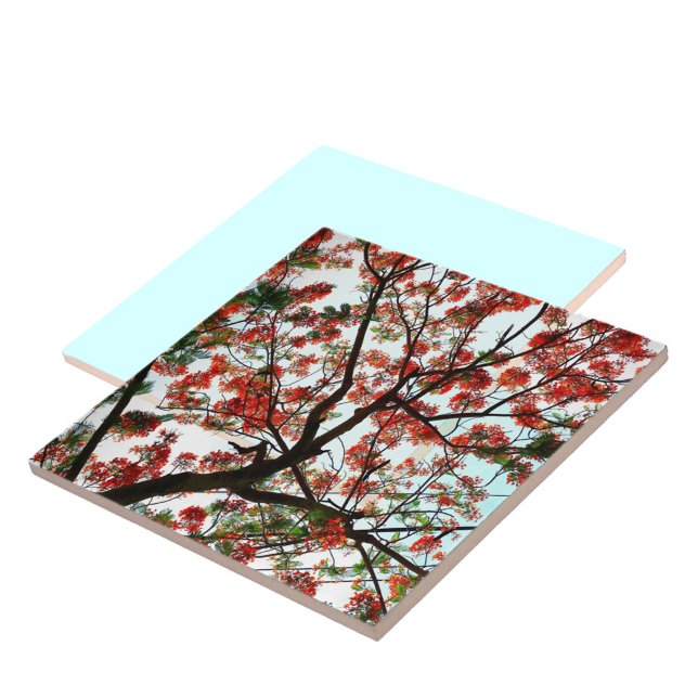 Flamboyant Royal Poinciana Tree Tile (Creator Uploaded)