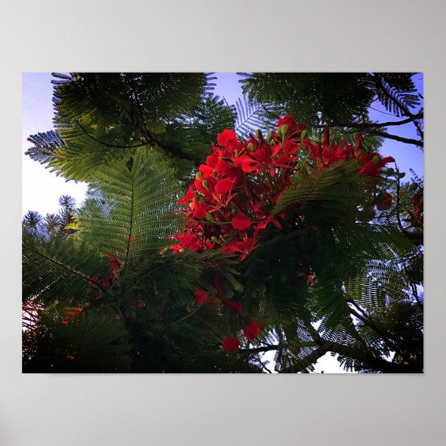 Flamboyant Tree Poster (Front)