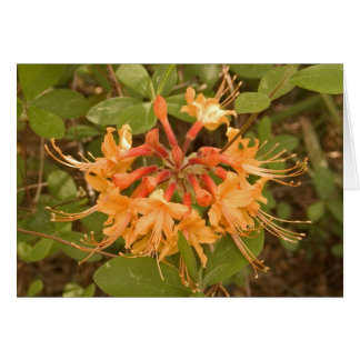 Flame Azalea