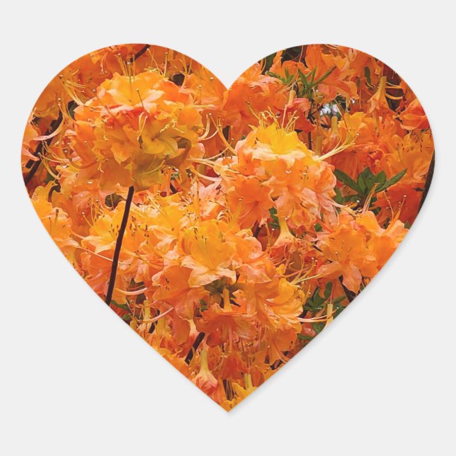 Flame Azalea Flowers Heart Sticker (Front)