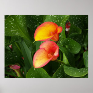 Flame Calla. Poster