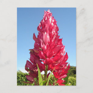 Flame flower (vertical) postcard