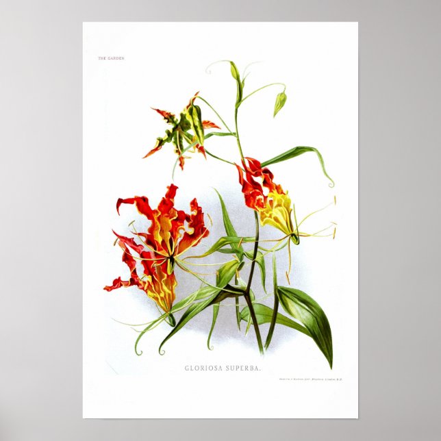Flame lily (Gloriosa superba) Poster (Front)