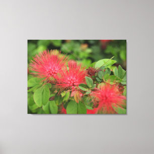 Flame Mimosa Tree Blooms Stretched Canvas Print
