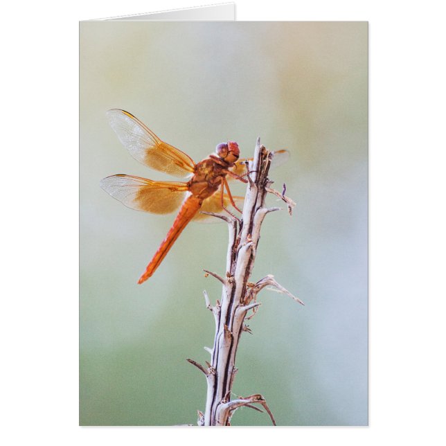 Flame Skimmer Dragonfly on Agave (Front)