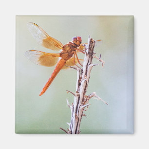 Flame Skimmer Dragonfly on Agave Magnet