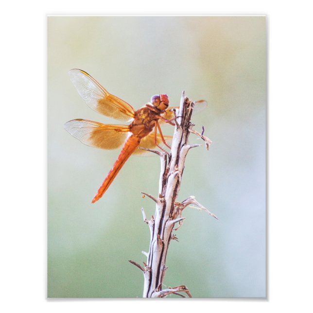 Flame Skimmer Dragonfly on Agave Photo Print (Front)