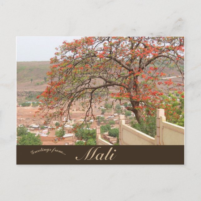 Flame Trees in Bamako Mali Postcard (Front)