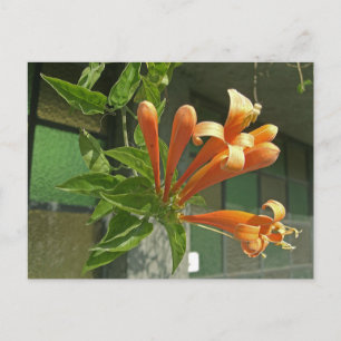 Flame vine 1 postcard