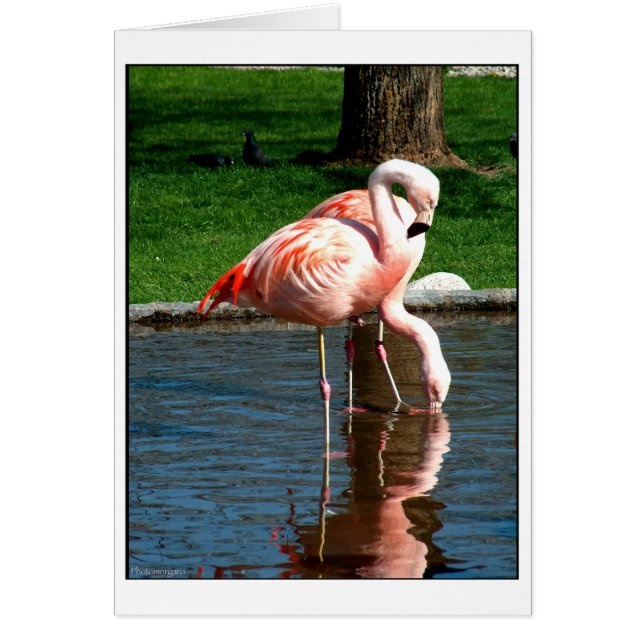Flamingo (Front)