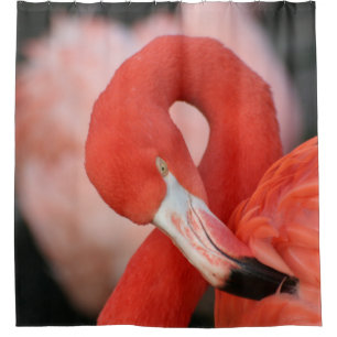 Flamingo 001