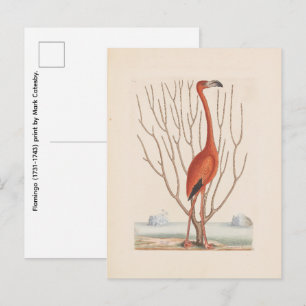 Flamingo (1731-1743) print by Mark Catesby Postcard