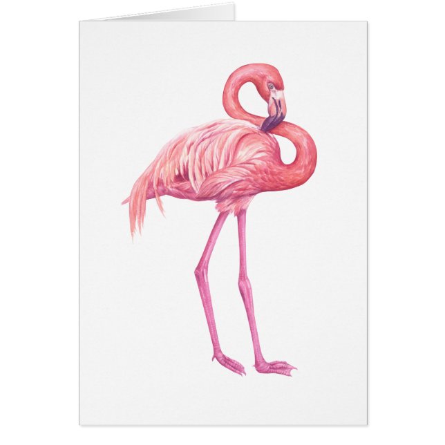 Flamingo 2 (Front)