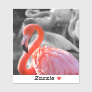 Flamingo Bird Photography