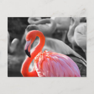 Flamingo Bird Photography Postcard