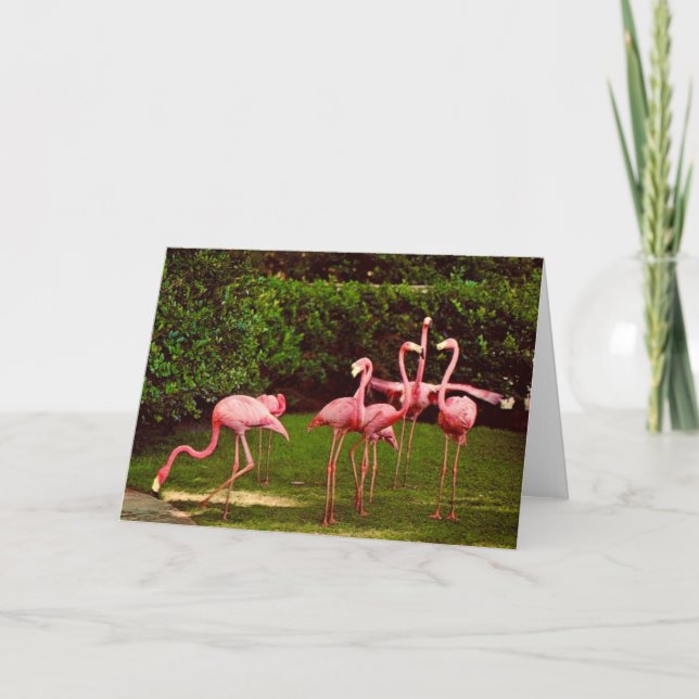 Flamingo Birthday Wish Greeting Card (Front)