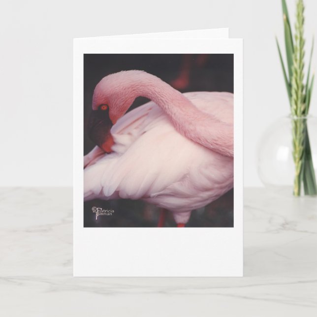 Flamingo close up 1 card (Front)