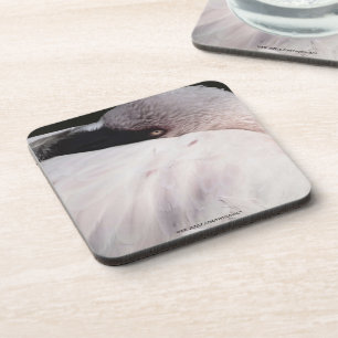 Flamingo Coaster