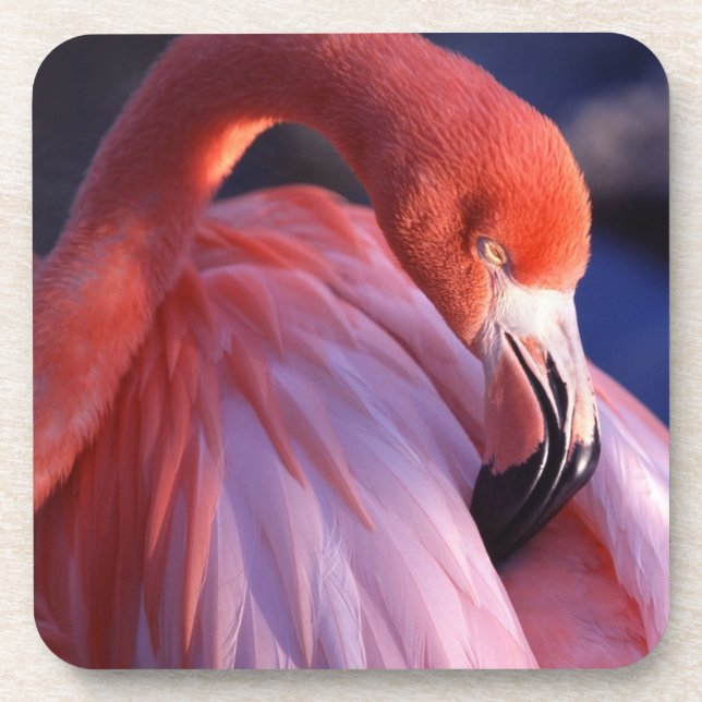 Flamingo Coaster Set (Front)
