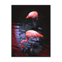 FLAMINGO copy