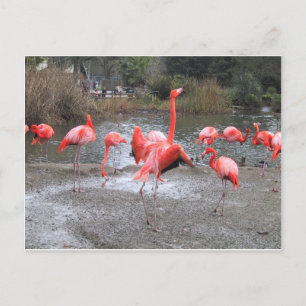 flamingo dance postcard