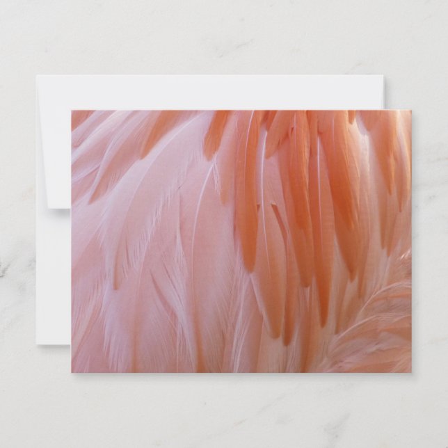 Flamingo Feathers in Shades of Pink (Front)