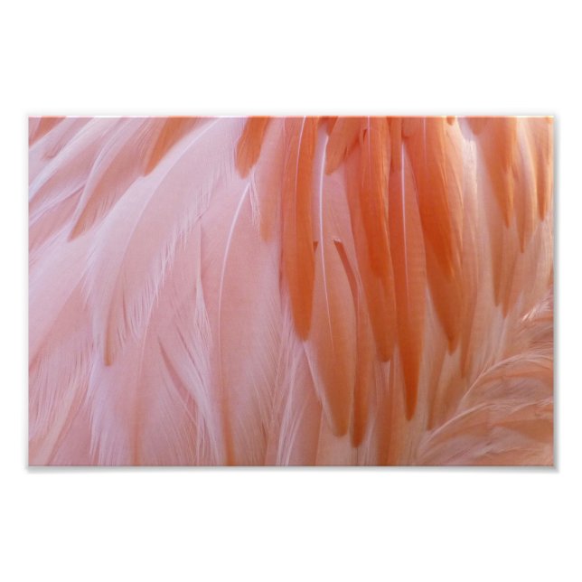 Flamingo Feathers in Shades of Pink Photo Print (Front)