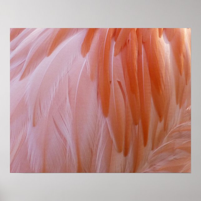 Flamingo Feathers in Shades of Pink Poster (Front)