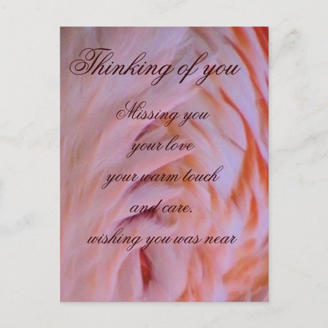 Flamingo feathers_ postcard (Front)