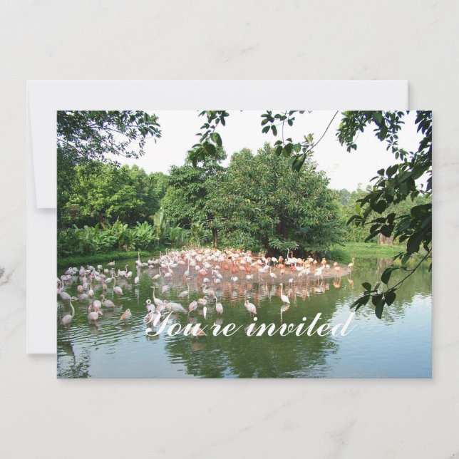 flamingo flock invitation (Front)