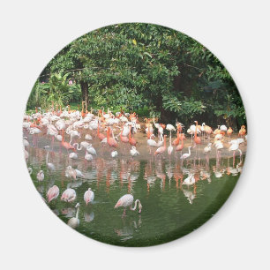 flamingo flock magnet