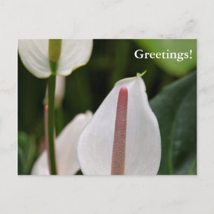 Flamingo Flower Postcard