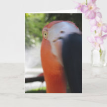 Flamingo Funny Greeting Card for Anyone