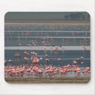Flamingo Gathering - Mousepad