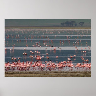 Flamingo Gathering - Print