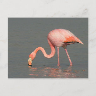Flamingo greeting card