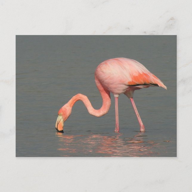Flamingo greeting card (Front)