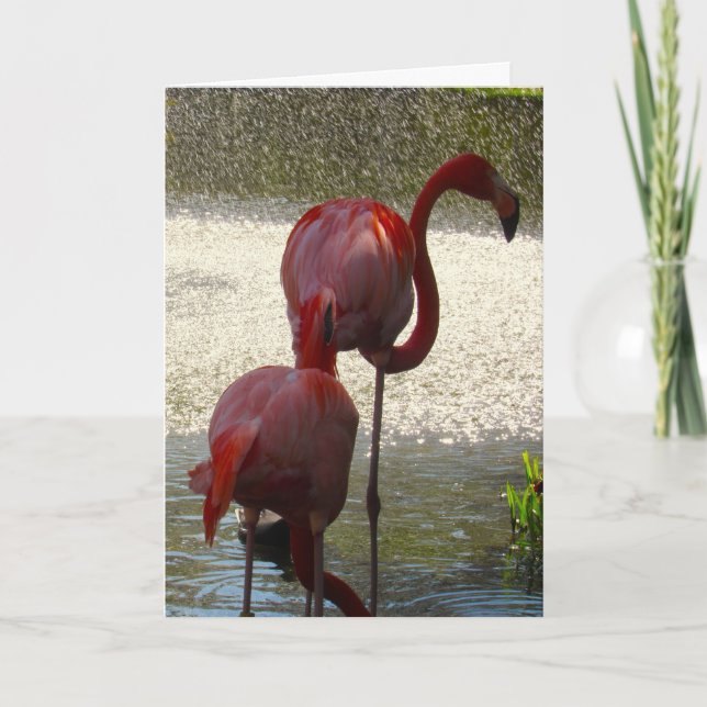 Flamingo Greeting Card For Any Occasion (Front)