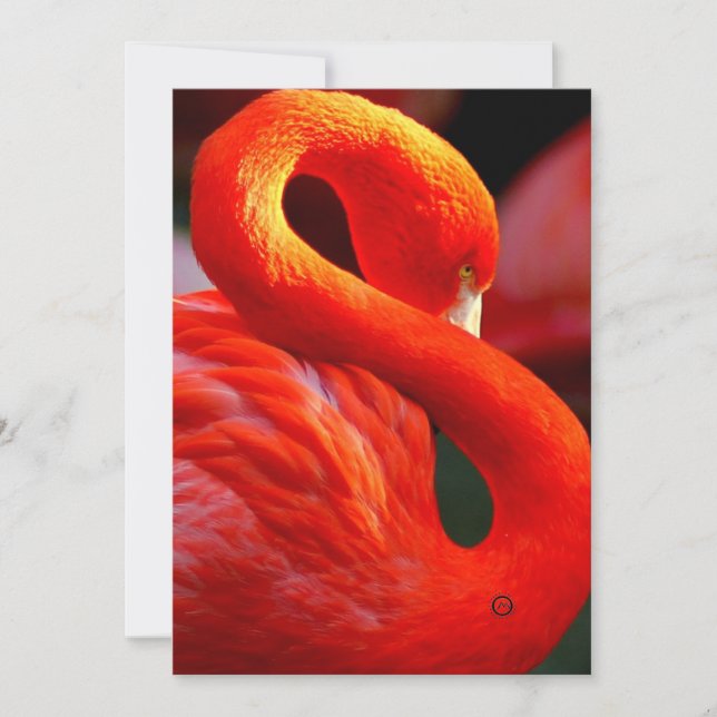 flamingo holiday card (Front)