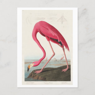 Flamingo Illustration by John James Audubon Postcard