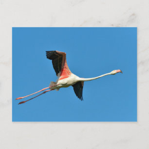Flamingo in flight postcard