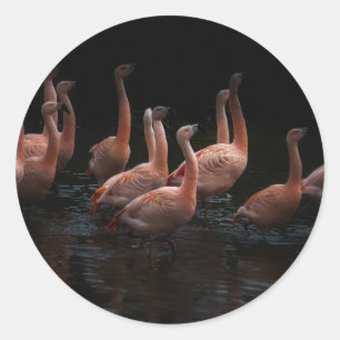 Flamingo lake classic round sticker