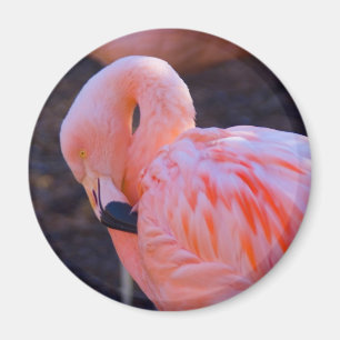 Flamingo Magnet