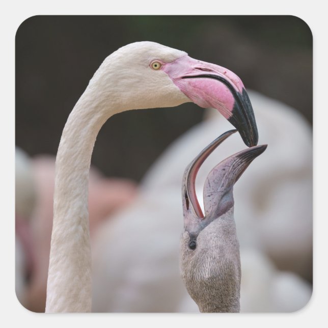 Flamingo Mother And Baby Square Sticker (Front)