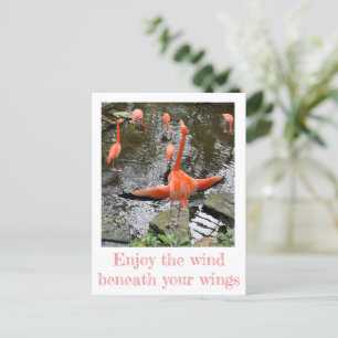 Flamingo   National Aviary Postcard