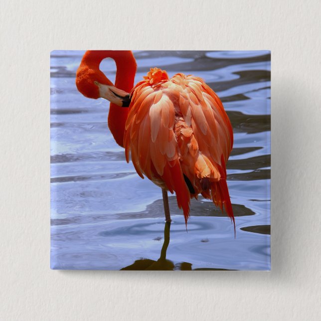 Flamingo on one leg in water 2 inch square button (Front)