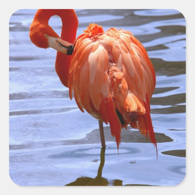 Flamingo on one leg in water square sticker (Front)
