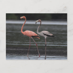 Flamingo Pair Postcard