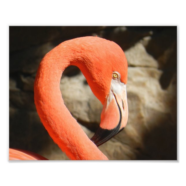 Flamingo Photo Print (Front)