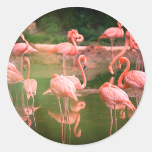  Flamingo Pink  Classic Round Sticker